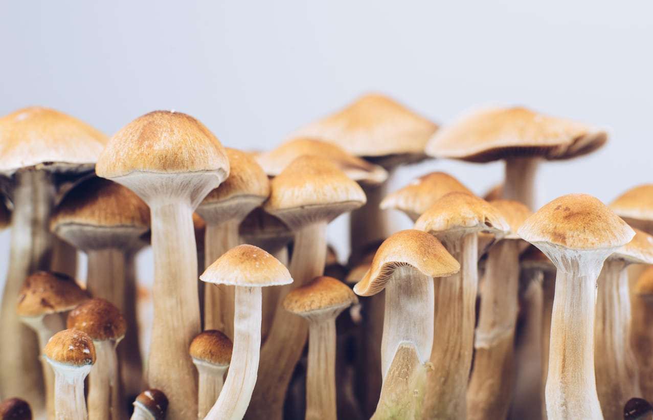 Row of psilocybin mushrooms that could be used in therapeutic settings