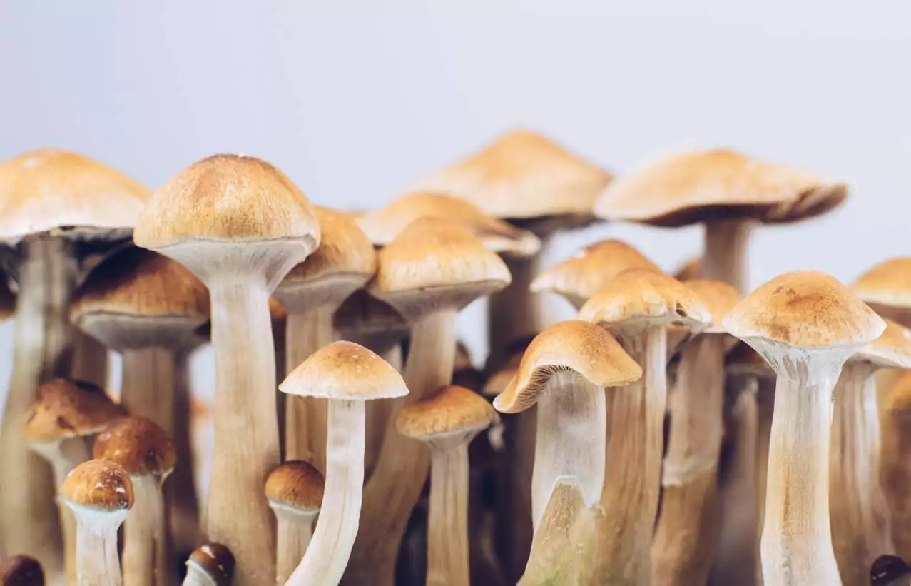 psychedelic mushrooms Row of psilocybin mushrooms that could be used in therapeutic settings